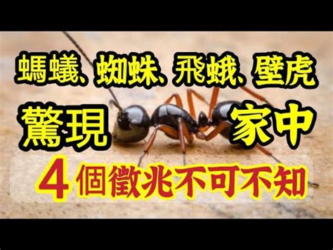 家裡突然出現很多螞蟻|螞蟻怎麼消滅？達人親身實證「滅蟻4招」：原來家裡。